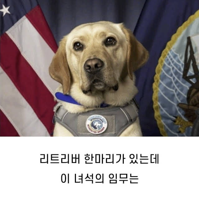 미국 항공모함에 있는 강아지
