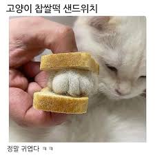 고양이 찹쌀떡 샌드위치