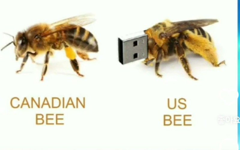 캐나다 벌과 미국벌의 차이