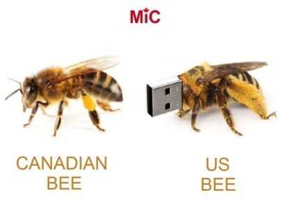캐나다 벌과 미국 벌 차이.jpg
