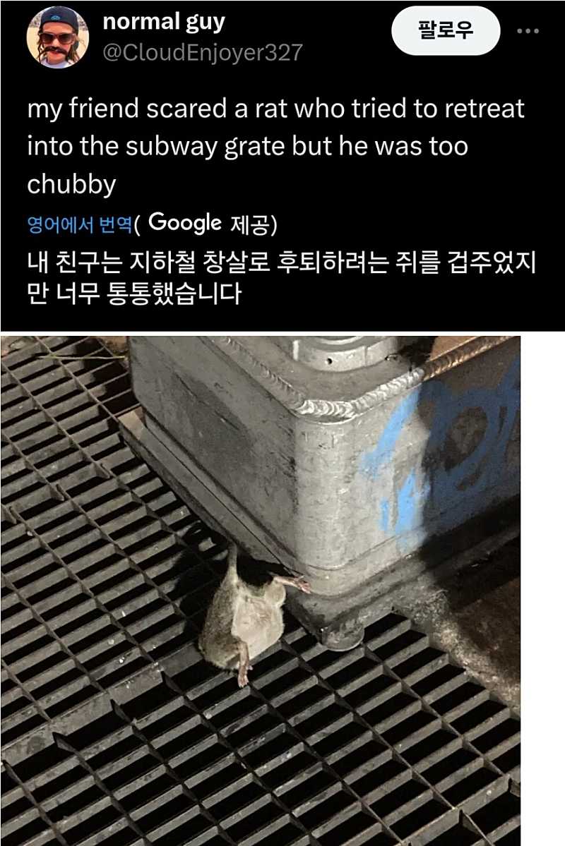 지하철 창살로 도망치려고 했던 쥐