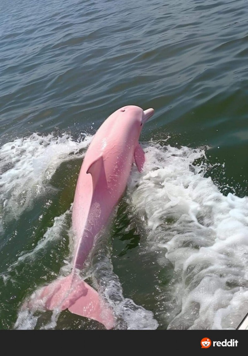 천조국 희귀 알비노 핑크돌고래
