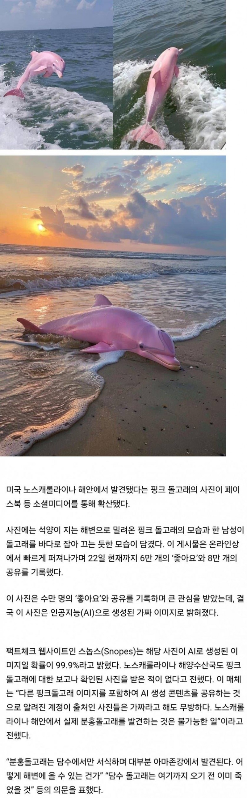 미국에서 화제라는 분홍돌고래의 실체