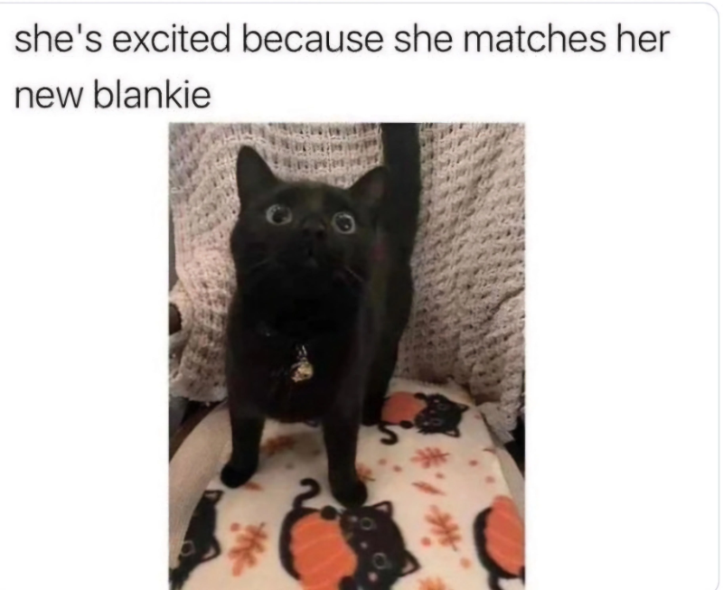 자기와 꼭 닮은 담요을 본 고양이