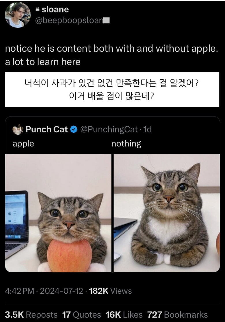 사과가 있으니 더 귀여워진 고양이.jpg