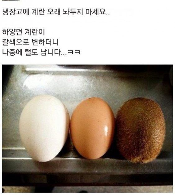 달걀 냉장고에 오래두면 큰일남