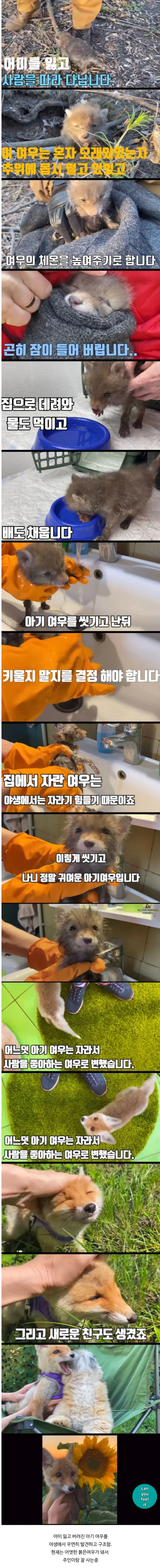 어미 잃은 아기 여우를 돌본 후기