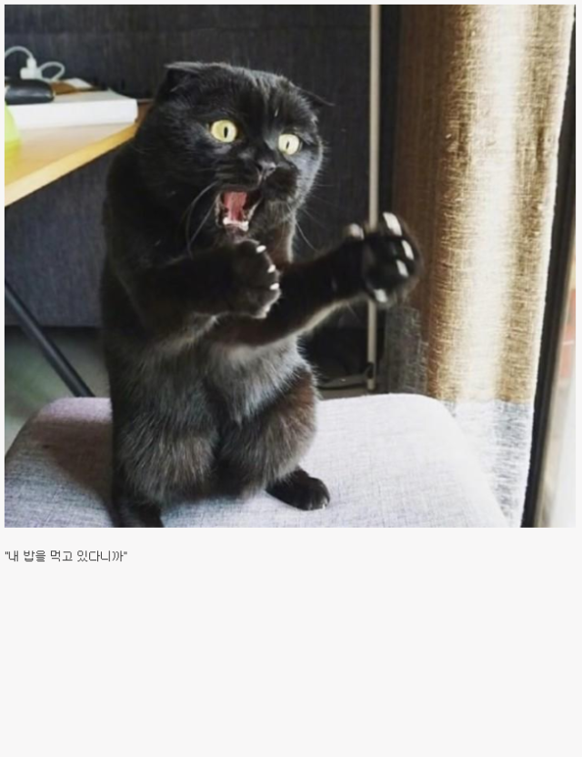 아니 이만한 두꺼비가!!