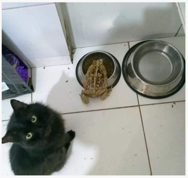 아니 이만한 두꺼비가!!