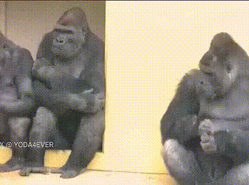 사람같은 고릴라