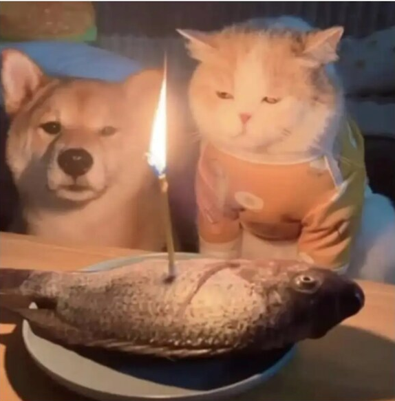 냥이 생일상