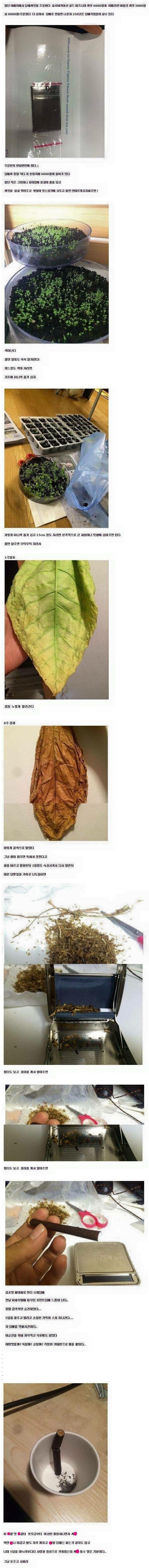 담배 값 올라서 직접 애지중지 키웠던 한 유부남