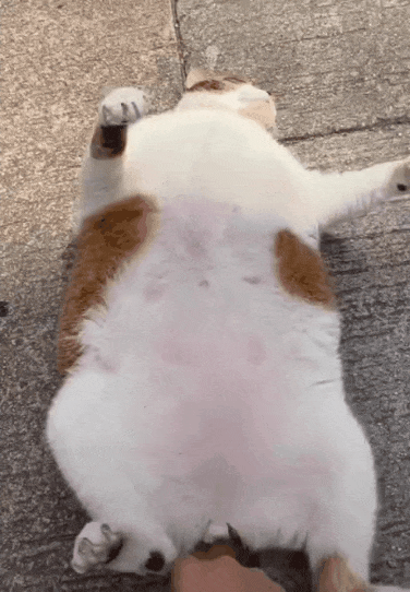 열받는데 때리지 못하는 냥이