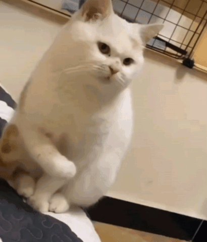 부들거리는 솜방망이