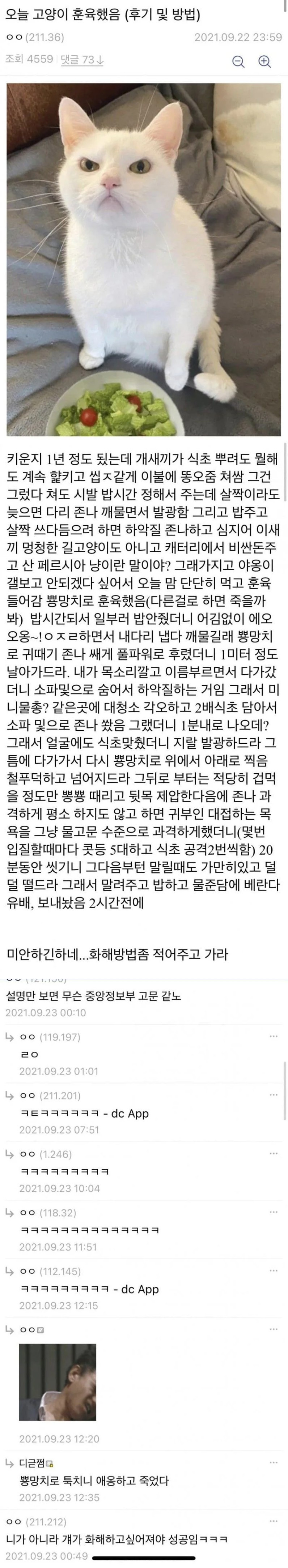 고양이 훈육했는데 화해할 수 있을까