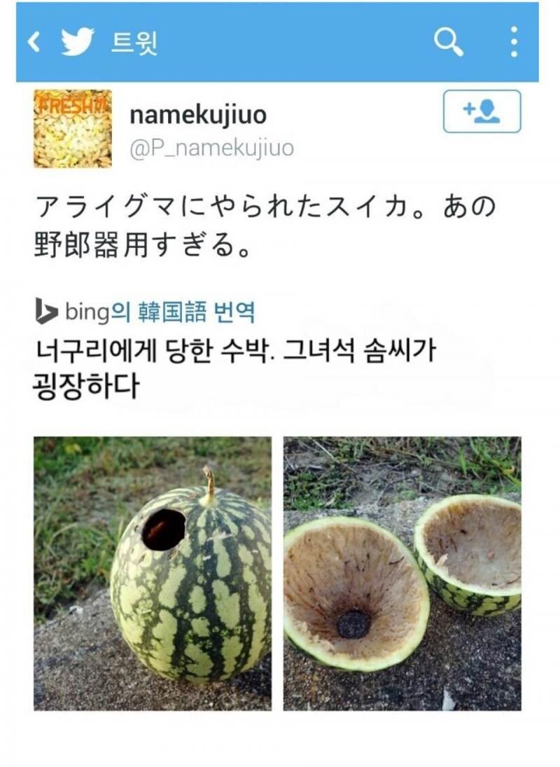 너구리에 당한 수박