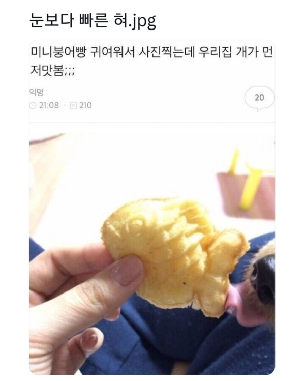 눈보다 빠른 혀