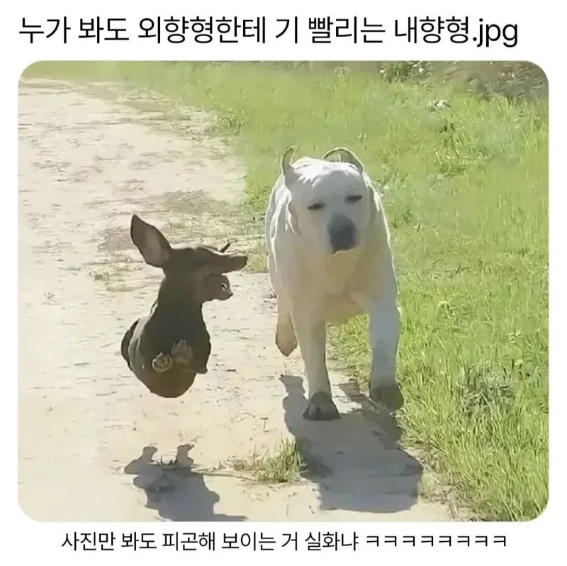 누가 봐도 외향형한테 기 빨리는 내향형