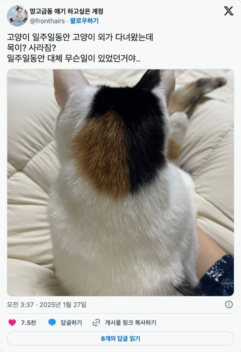 외가 다녀온 냥이