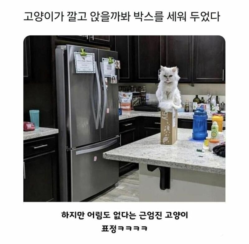 고양이 앉지 말라고 박스 세로로 세움