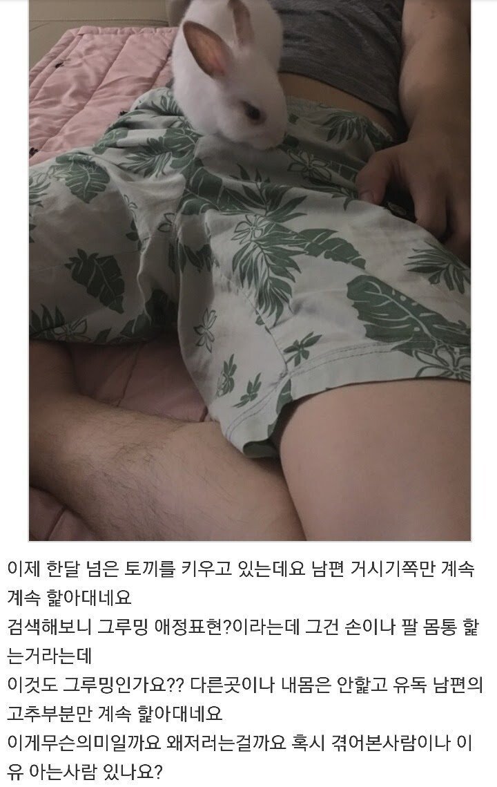 토끼가 남편 고추 부분을 심하게 핥아요