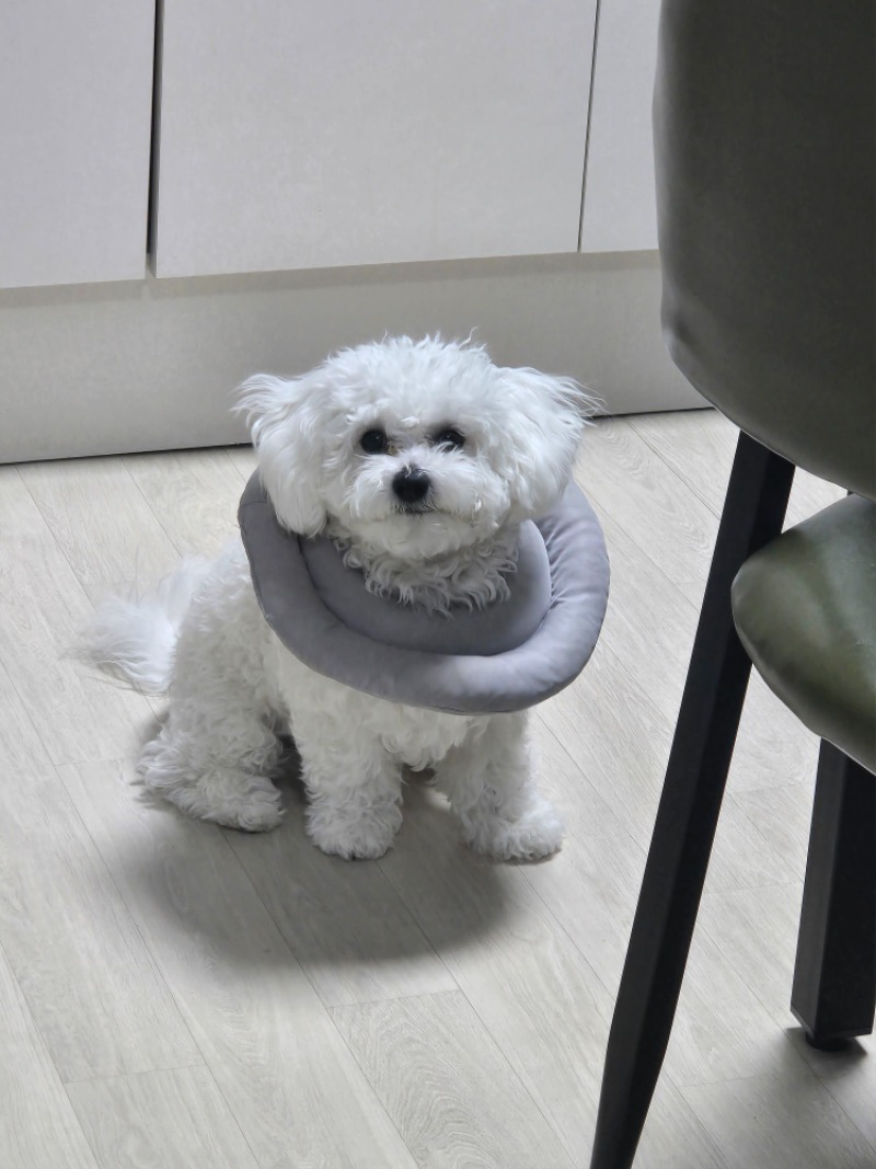 진짜 개귀염