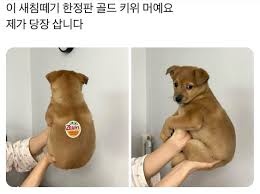 새침한 한정판 골드키위