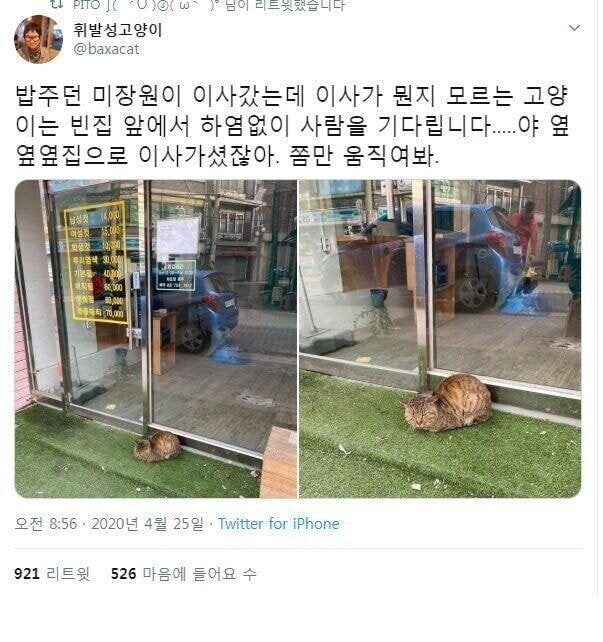 밥 주던 사람이 이사간 줄 모르는 슬픈 고야잉