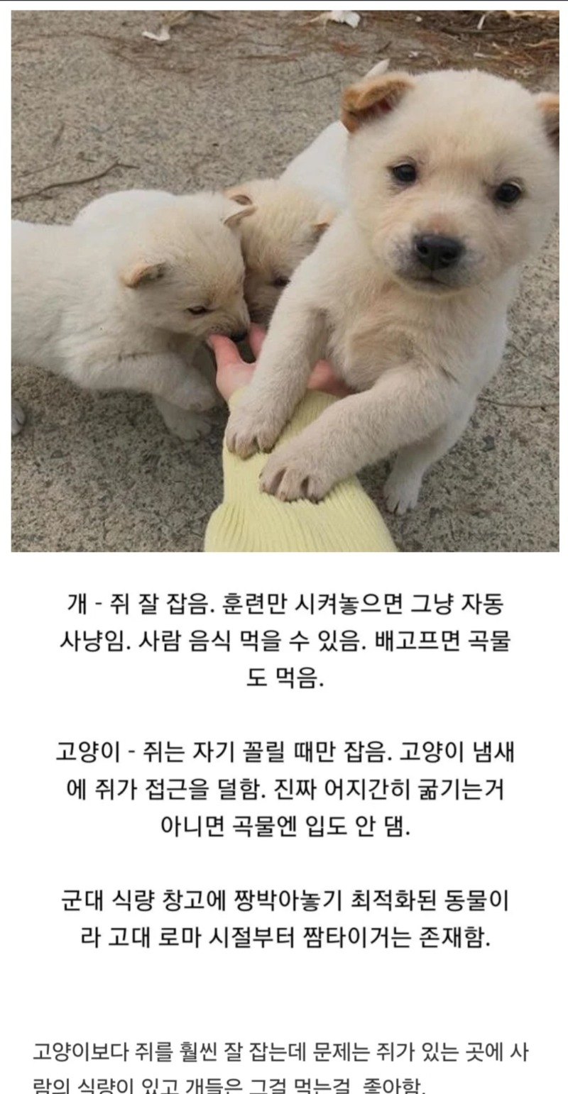 개가 쥐잡이에서 도태된 이유