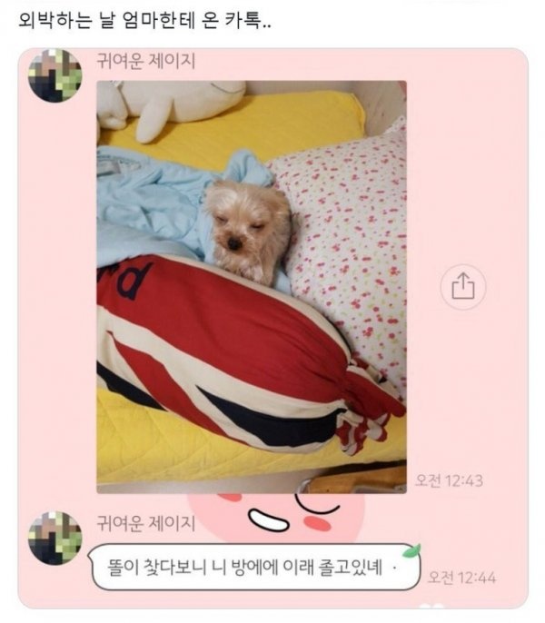 내방에서 자는 똘이