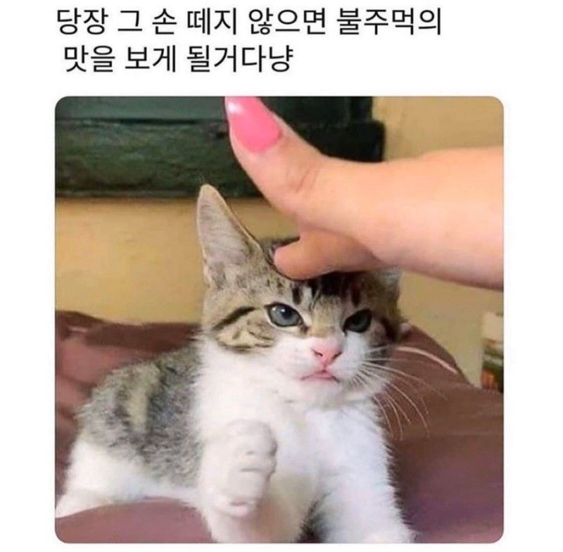 화나 고냥