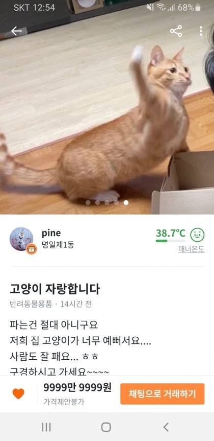 고양이 자랑