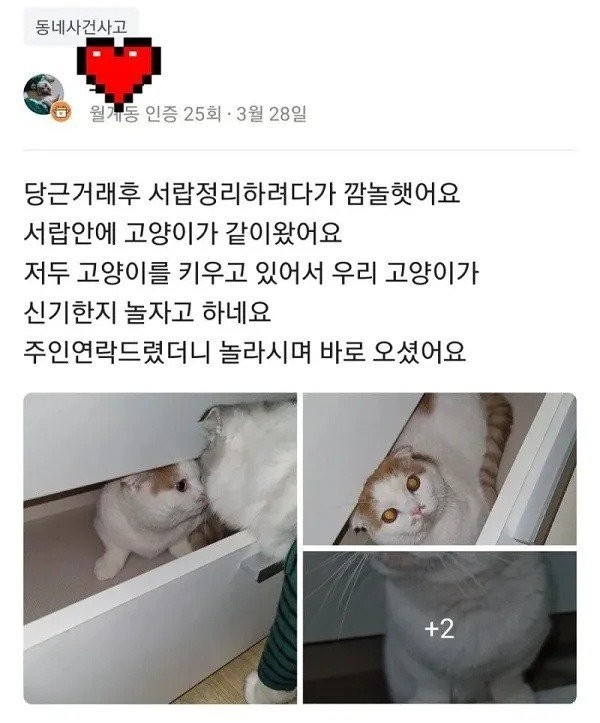 당근거래 고냥이?