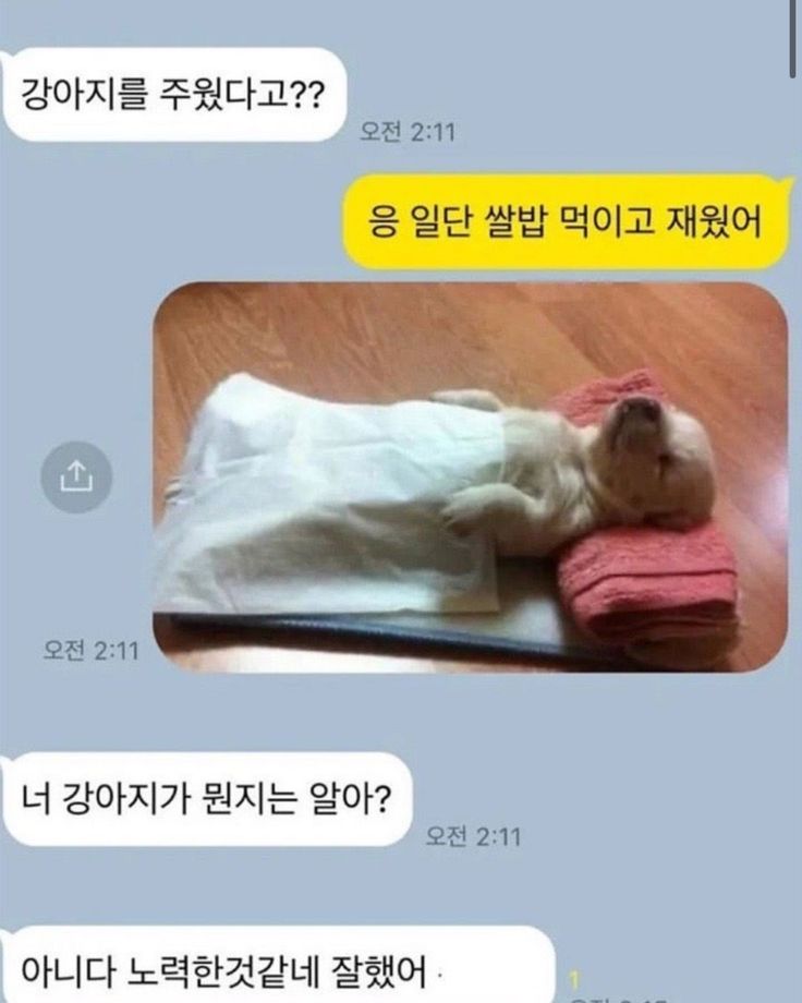 강아지 주웠어