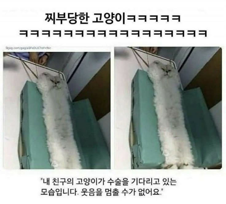 ㄷㄷ 방석인줄