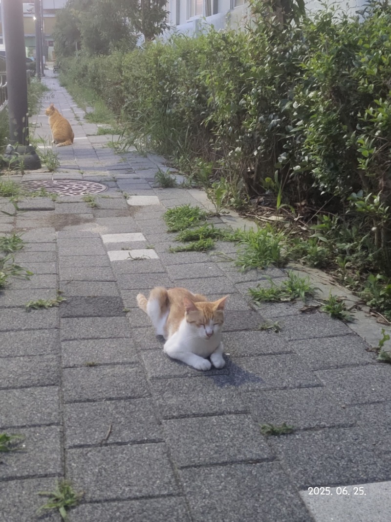 길냥이가..