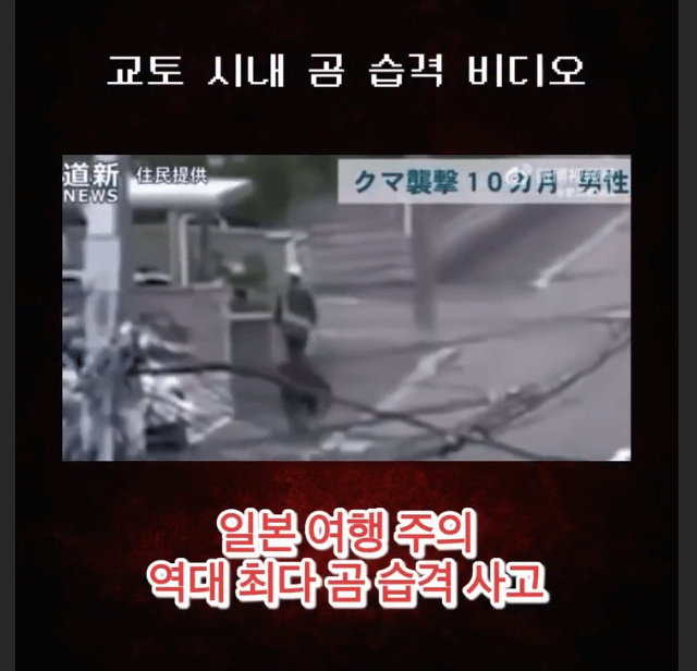 일본여행 곰주의보 ㄷㄷ