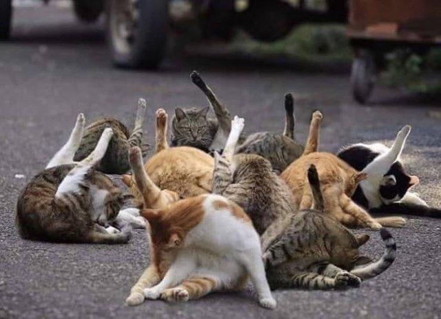 싱크로나이즈드 그루밍