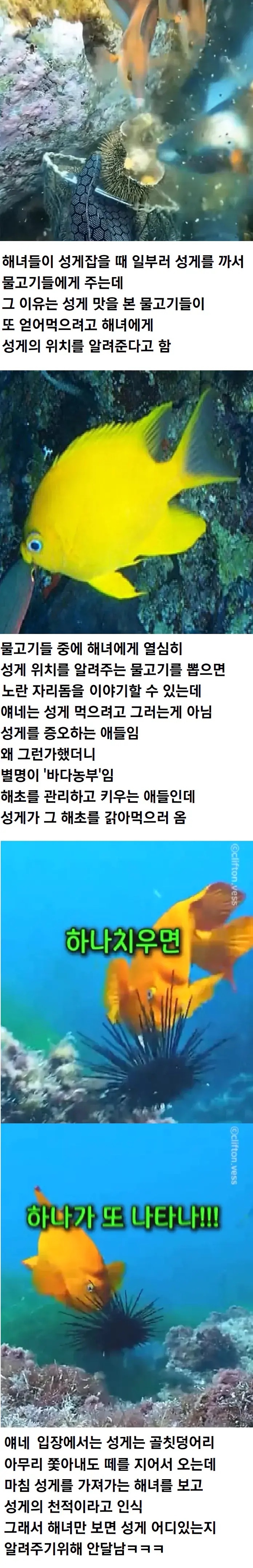 해녀가 성게 까서 물고기한테 먹이는 이유