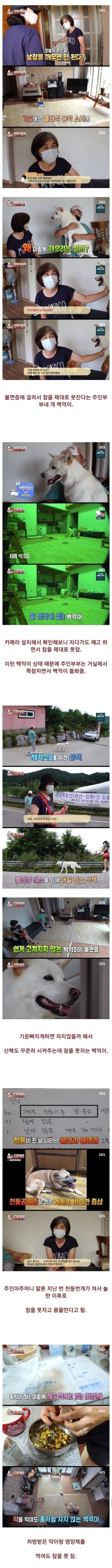 불면증 걸린 강아지