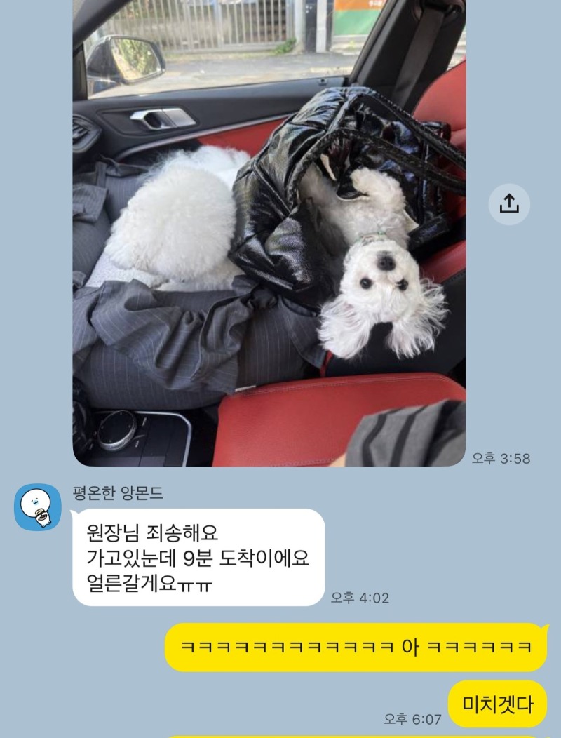 강아지유치원에 늦은 가나디