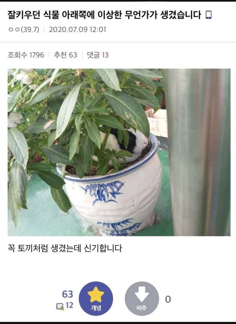 식물아래에 먼가있어요