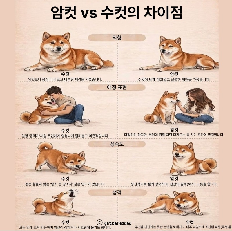 암컷시바와 수컷시바 구별법