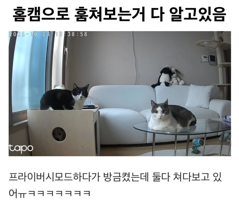 홈캠으로 훔쳐보는거 다 알고있다