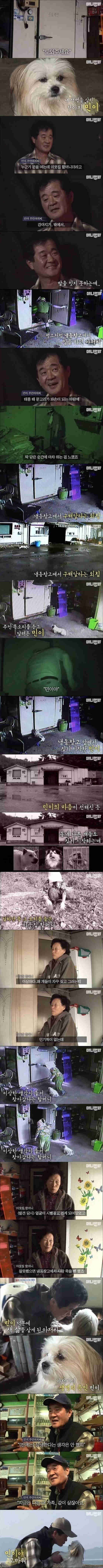  주인을 구한 댕댕이