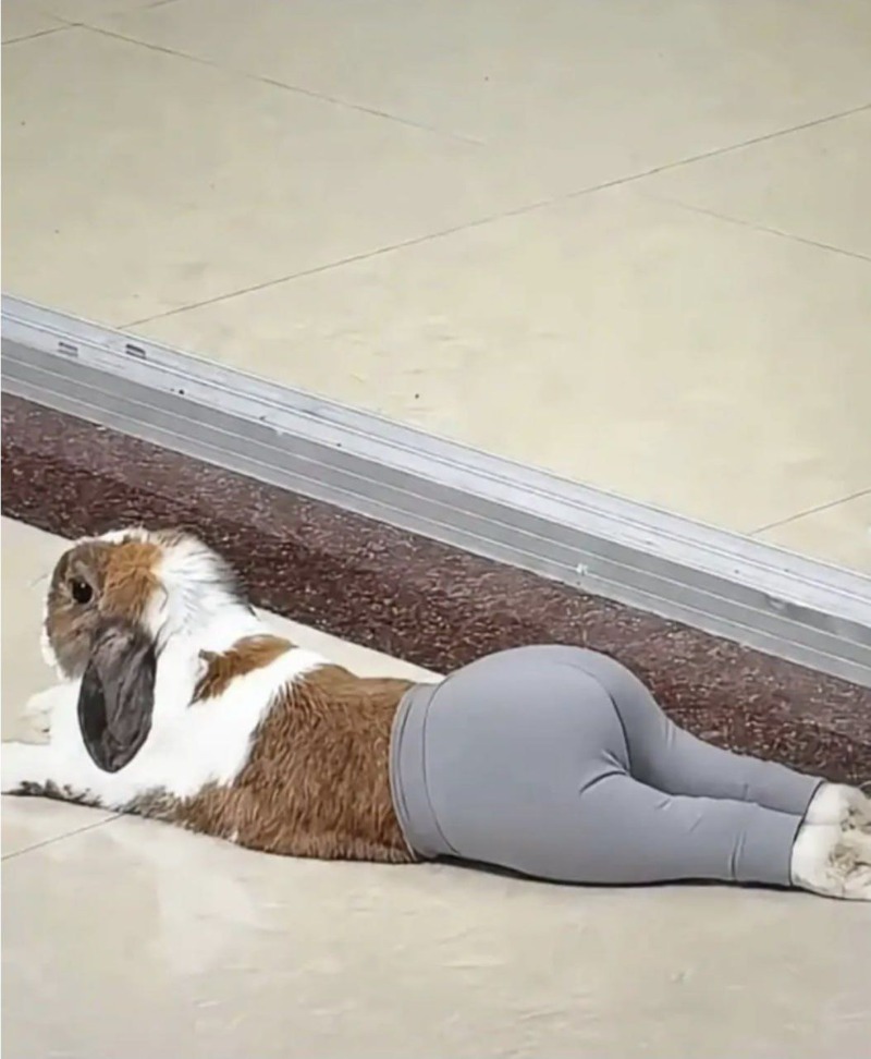 레깅스의 위엄