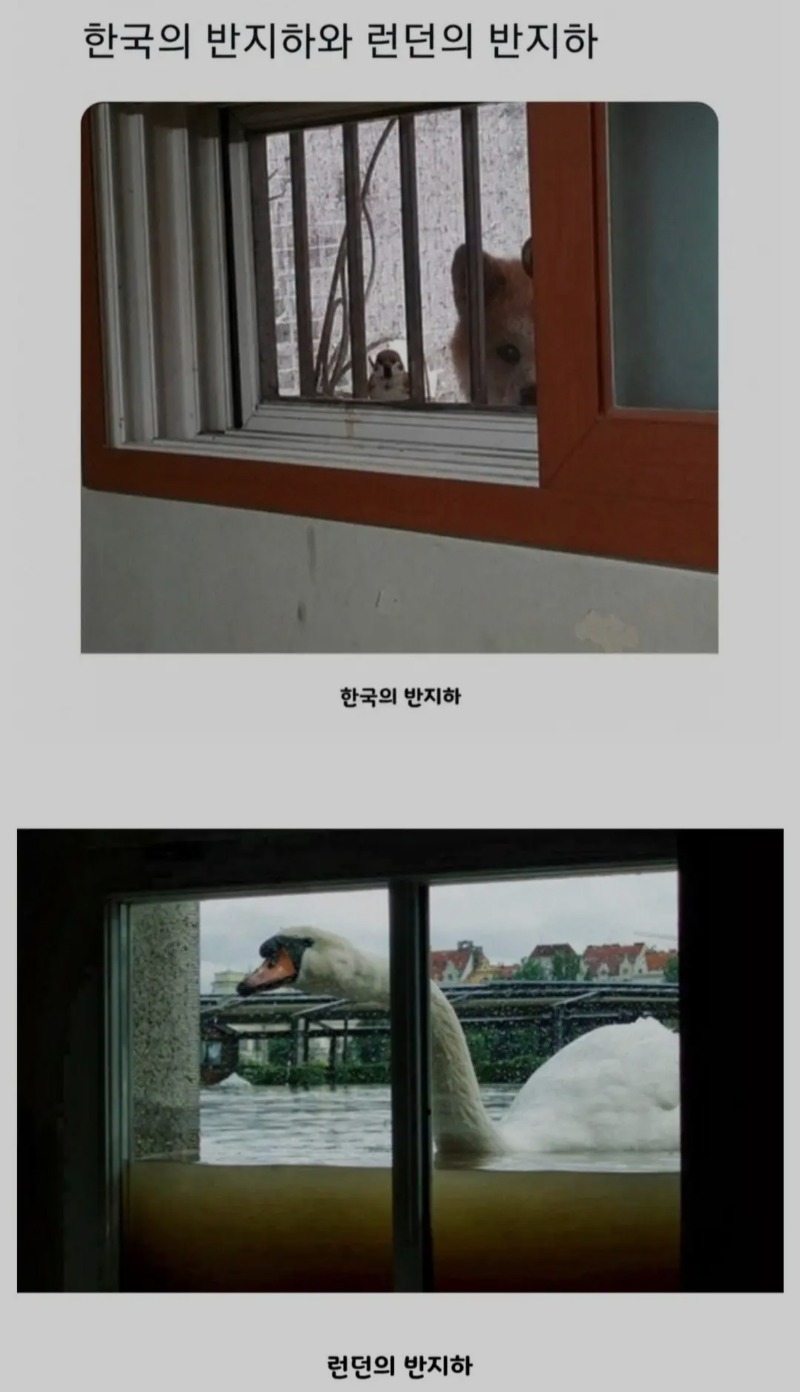 한국과런던의 반지하