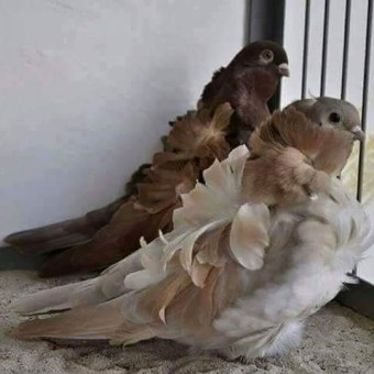 예쁜 비둘기