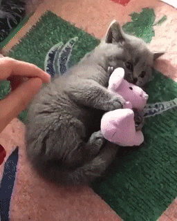 3b28145f87bee43721102b175ff7df97_yjVXY9WG_510a27768bce0974596e35323bcbb828deafcfe1.gif