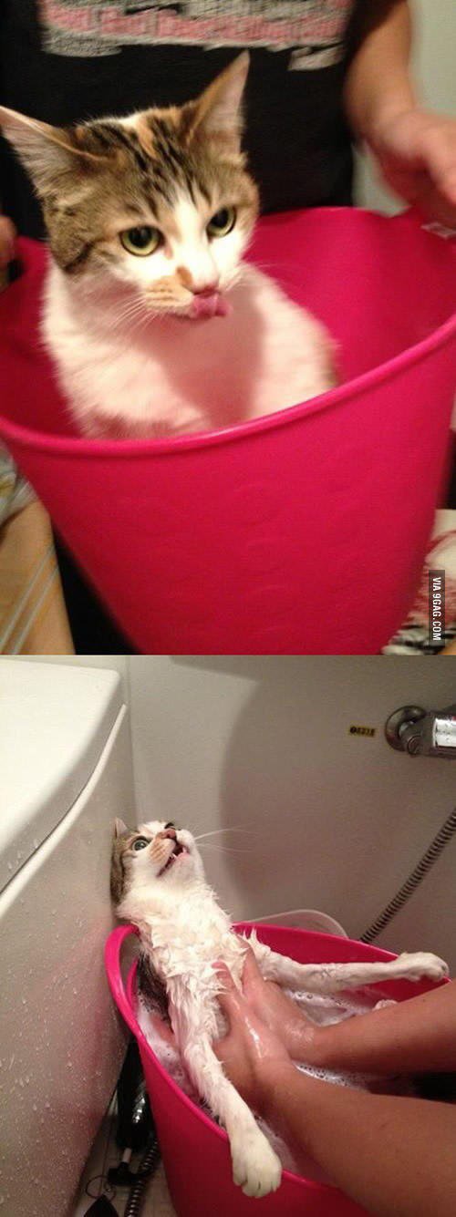 목욕 바구니인줄 몰랐던 고양이.jpg